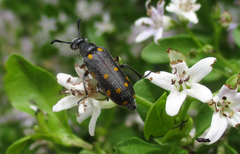 Ceroctis bohemanni
