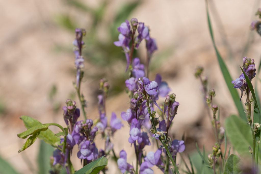 Linaria iconia