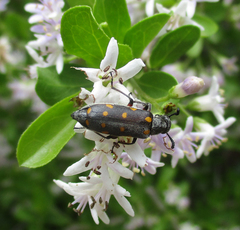 Ceroctis bohemanni