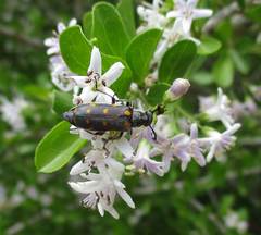 Ceroctis bohemanni