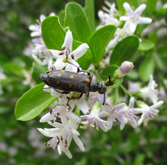 Ceroctis bohemanni