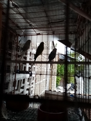 Aves