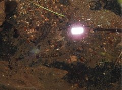 Liniparhomaloptera disparis