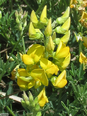 Crotalaria dura