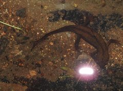 Liniparhomaloptera disparis