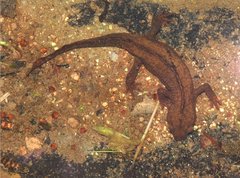 Liniparhomaloptera disparis