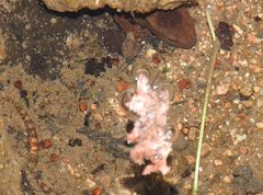 Liniparhomaloptera disparis
