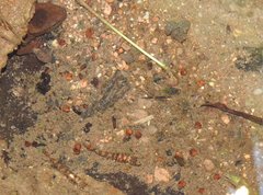 Liniparhomaloptera disparis