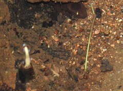 Liniparhomaloptera disparis