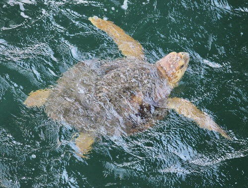 Loggerhead Sea Turtle photographed in Alabama