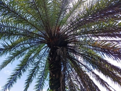Dattier Des Sylvestres (Phoenix sylvestris)