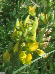Crotalaria dura