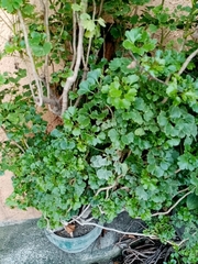 Magnoliopsida