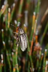 Pelororhinus argentosus