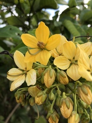 Senna hayesiana