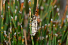 Pelororhinus argentosus
