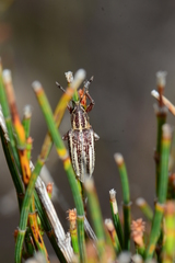Pelororhinus argentosus