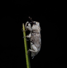 Mitrastethus baridioides