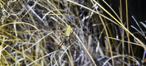 Wasp Spider