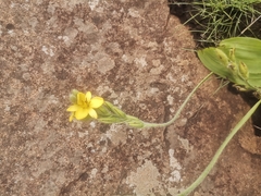 Hypoxis colchicifolia