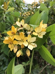 Senna hayesiana