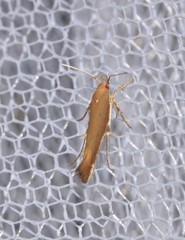 Glaphyristis marmarea