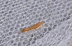 Glaphyristis marmarea