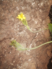 Hypoxis colchicifolia
