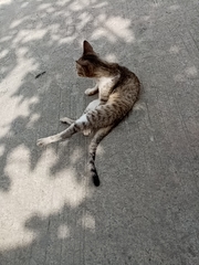 Felis catus
