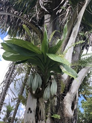 Catasetum