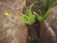 Hypoxis colchicifolia