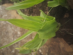 Hypoxis colchicifolia