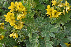 Senna apiculata