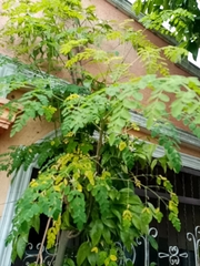 Magnoliopsida