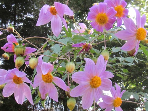 Tree Dahlia