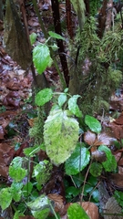 Stachys chamissonis cooleyae