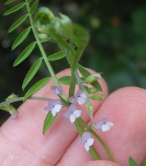 Vicia disperma