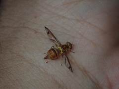 Zeugodacus cucurbitae