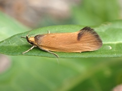 Delexocha ochrocausta