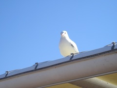 Chroicocephalus novaehollandiae