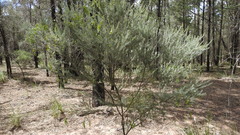 Acacia mariae