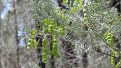 Acacia mariae
