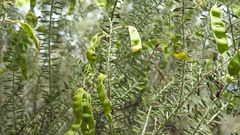 Acacia mariae