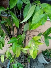 Tracheophyta