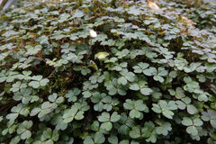 Oxalis magellanica