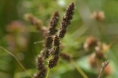 Carex annectens