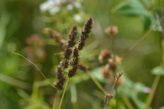 Carex annectens