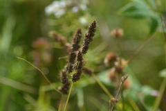 Carex annectens