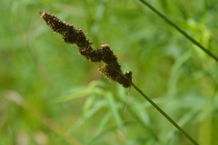 Carex annectens
