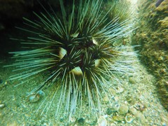 Astropyga pulvinata